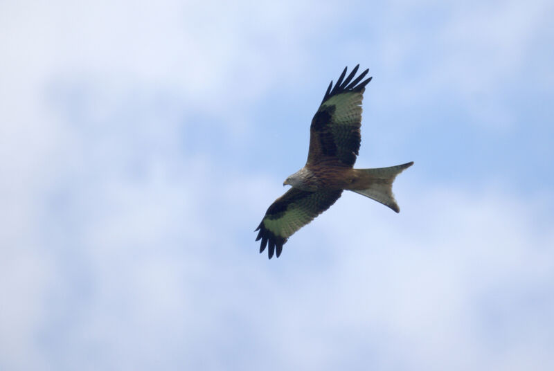 Red Kite