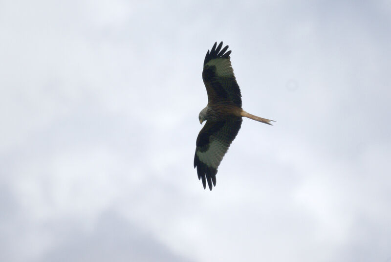 Red Kite