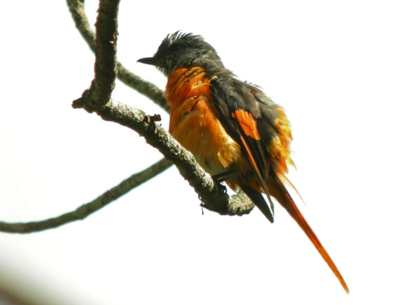 Grey-chinned Minivet male