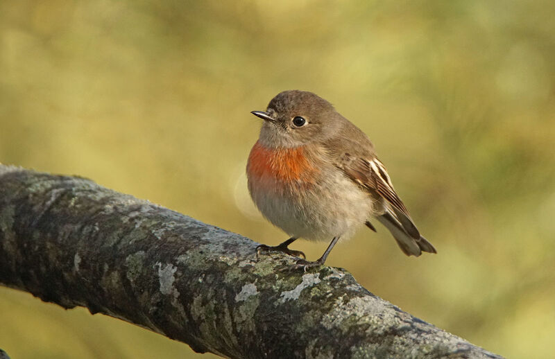 Scarlet Robin female adult