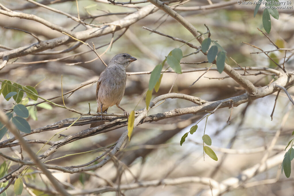 Moineau sud-africain