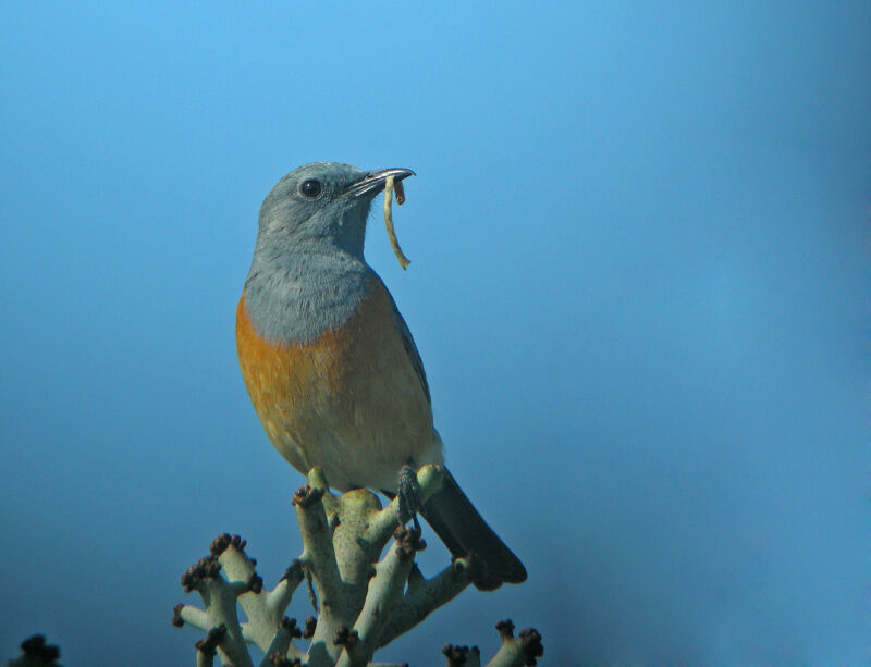 Littoral Rock Thrush male