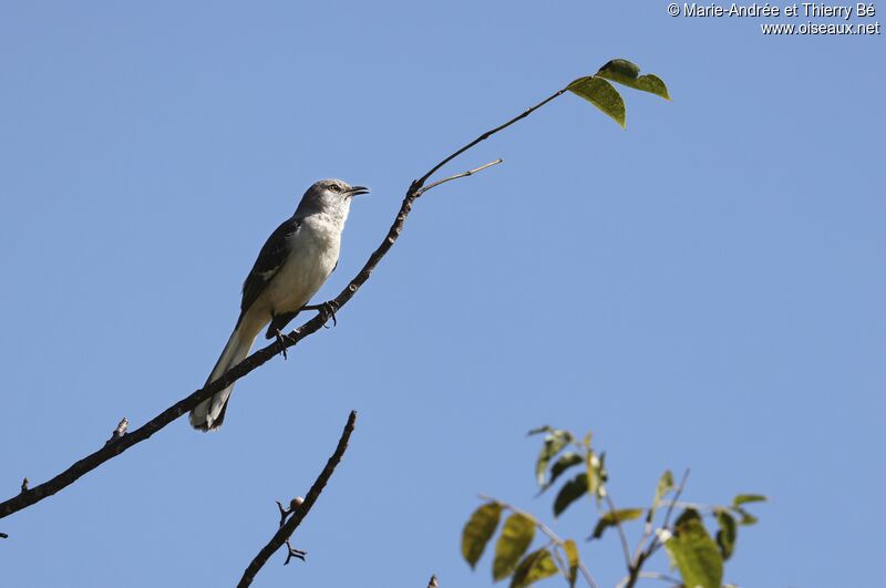 Northern Mockingbird