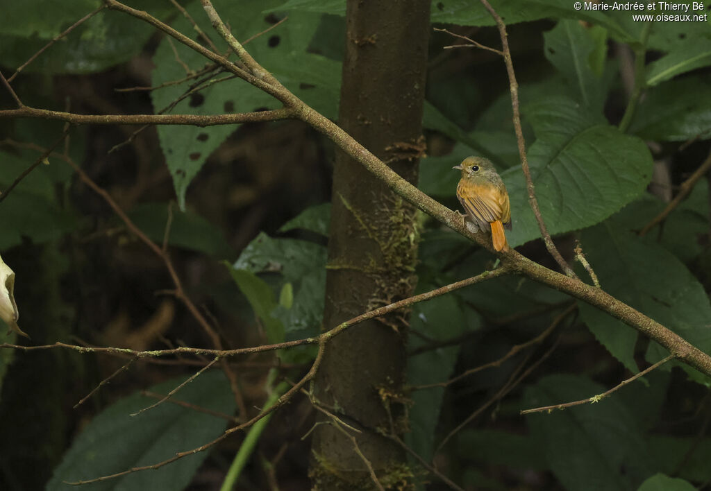 Moucherolle rougequeue (Barbichon rougequeue)
