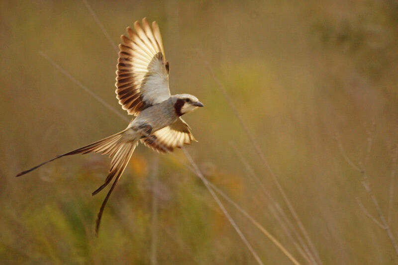 Streamer-tailed Tyrant