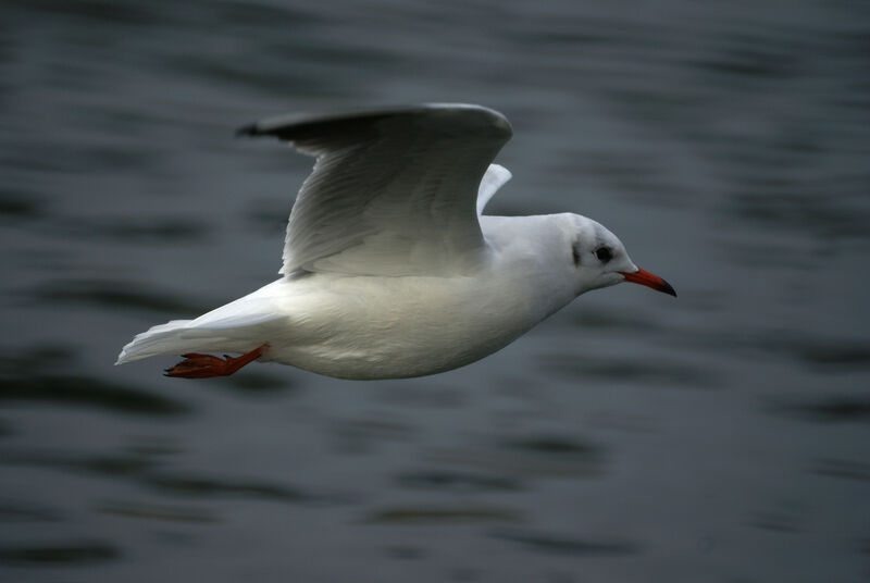 Mouette rieuse