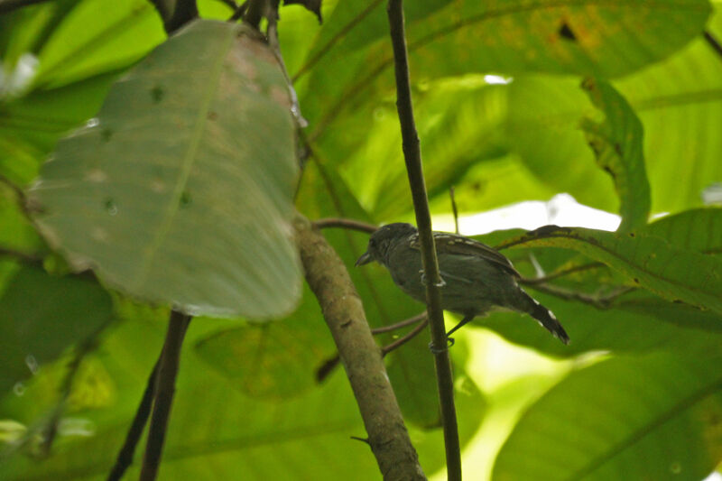 Slaty Antwren