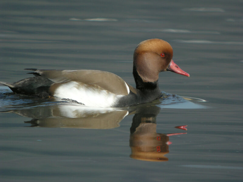 Red-crested Pochard