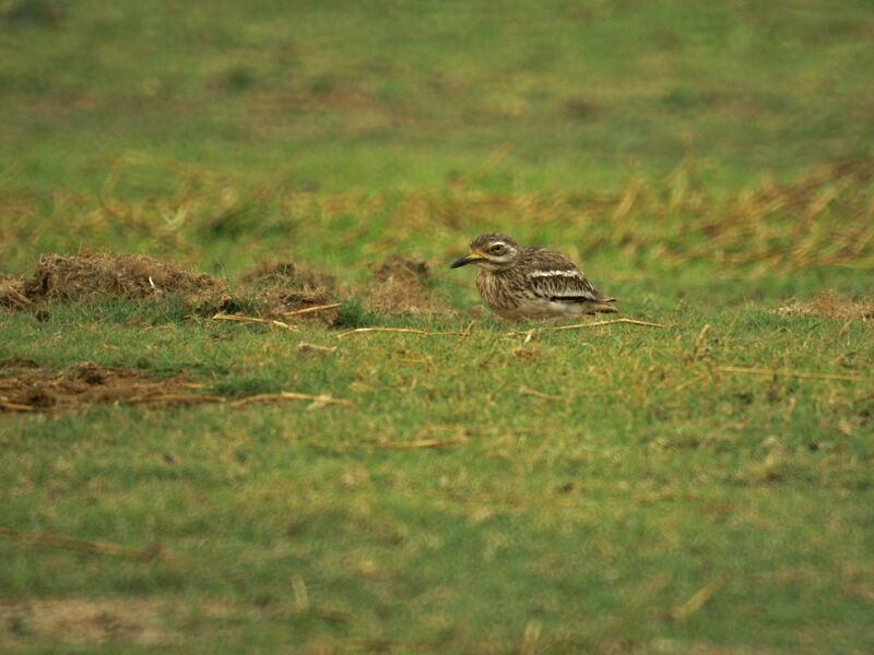 Eurasian Stone-curlew