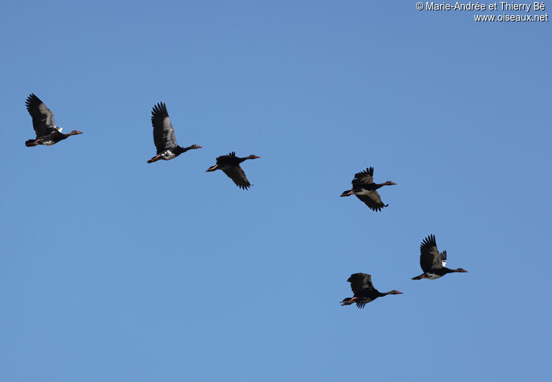 Spur-winged Goose, Flight