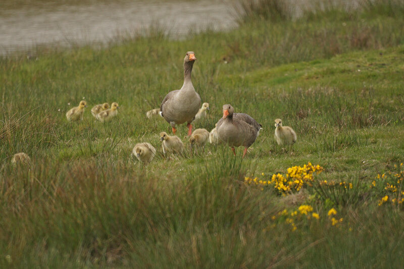 Greylag Goose