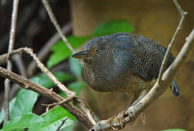 Zigzag Heron