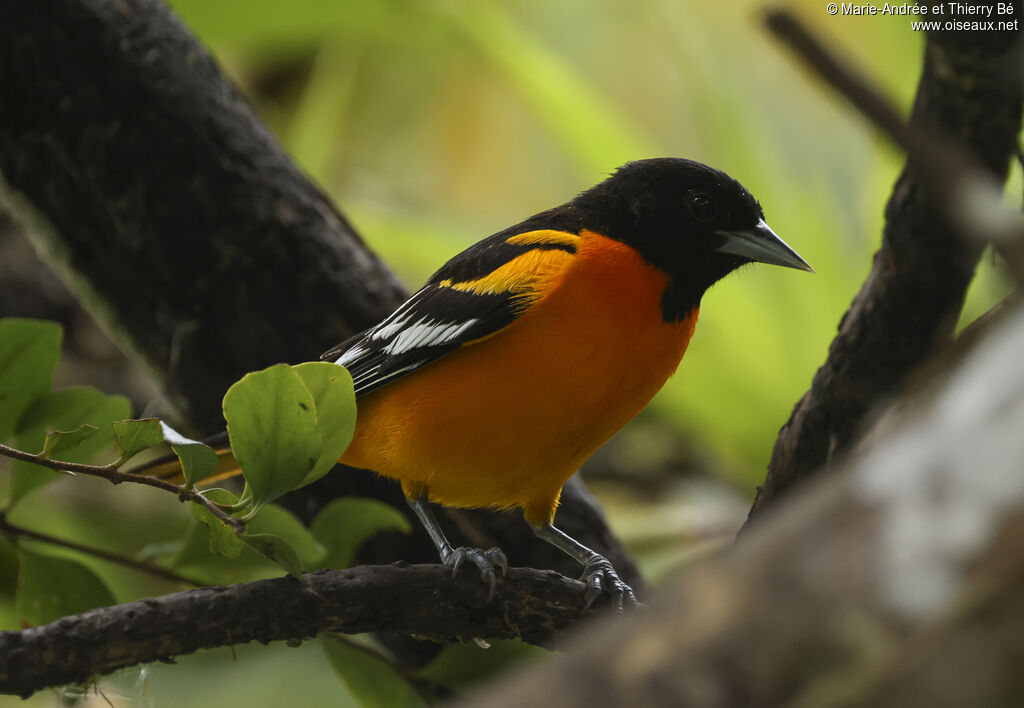 Oriole du Nord (Oriole de Baltimore)