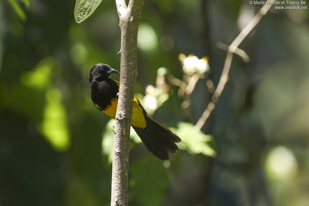 Black-cowled Oriole