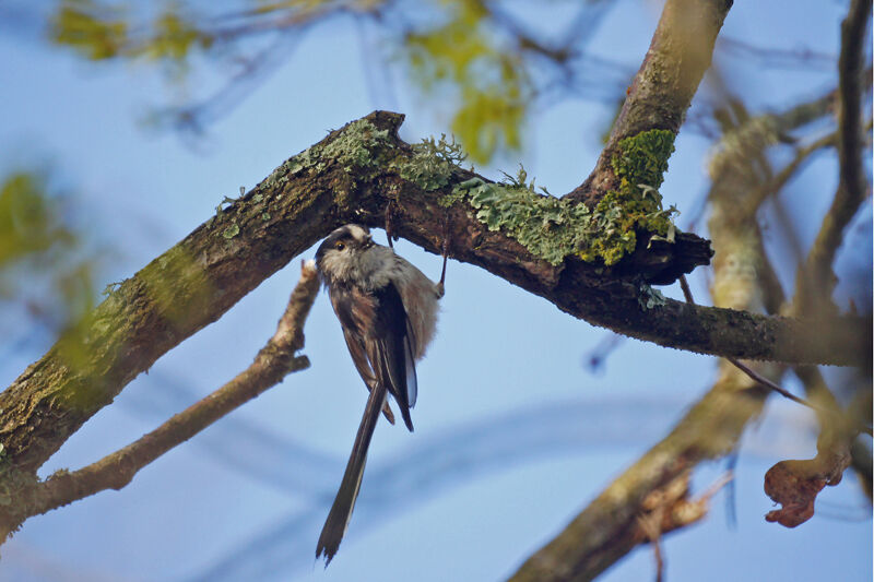 Long-tailed Tit