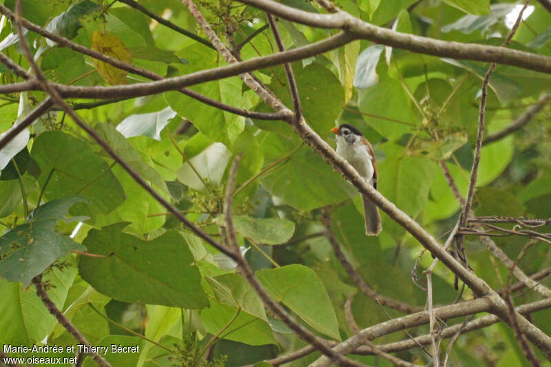 Black-headed Parrotbill