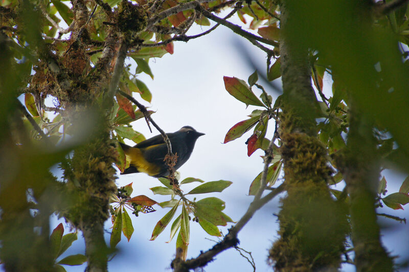 Eastern Crested Berrypecker