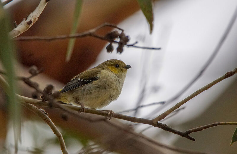 Pardalote de Tasmanie