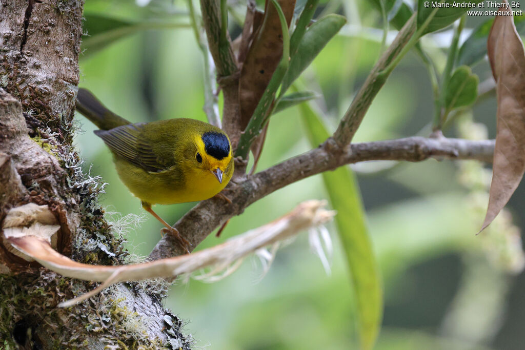 Paruline à calotte noire