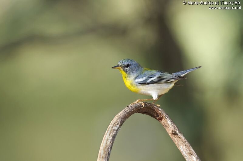 Northern Parula