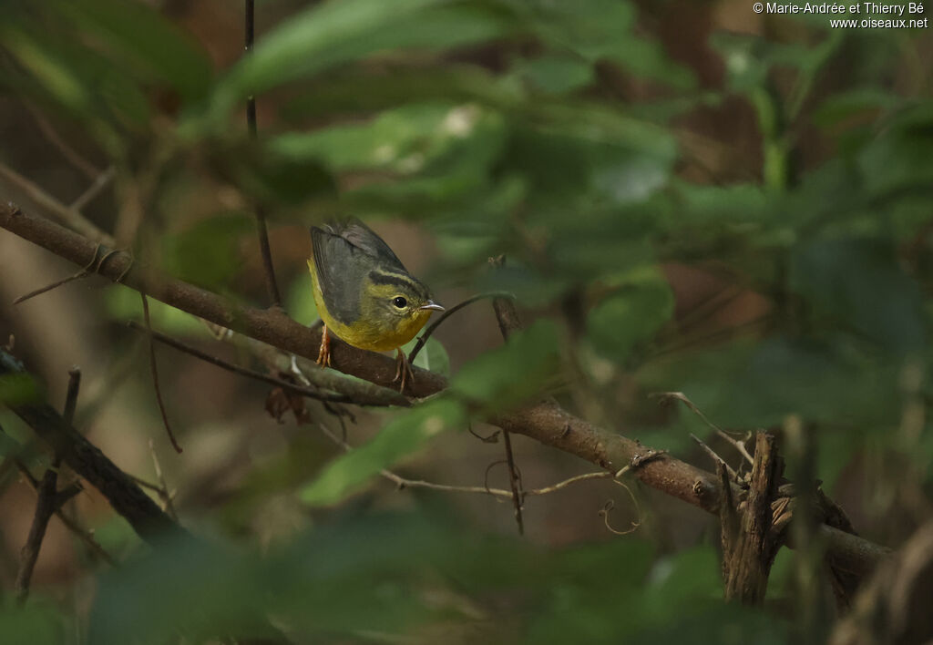 Golden-crowned Warbler