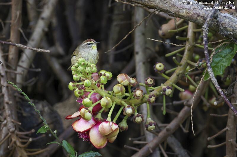 Paruline à couronne rousse