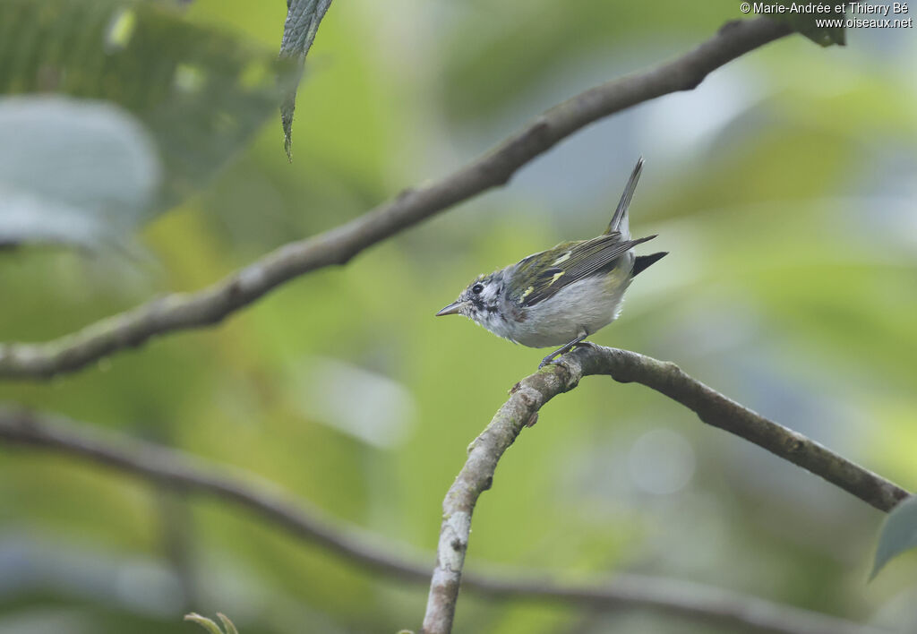 Chestnut-sided Warbler