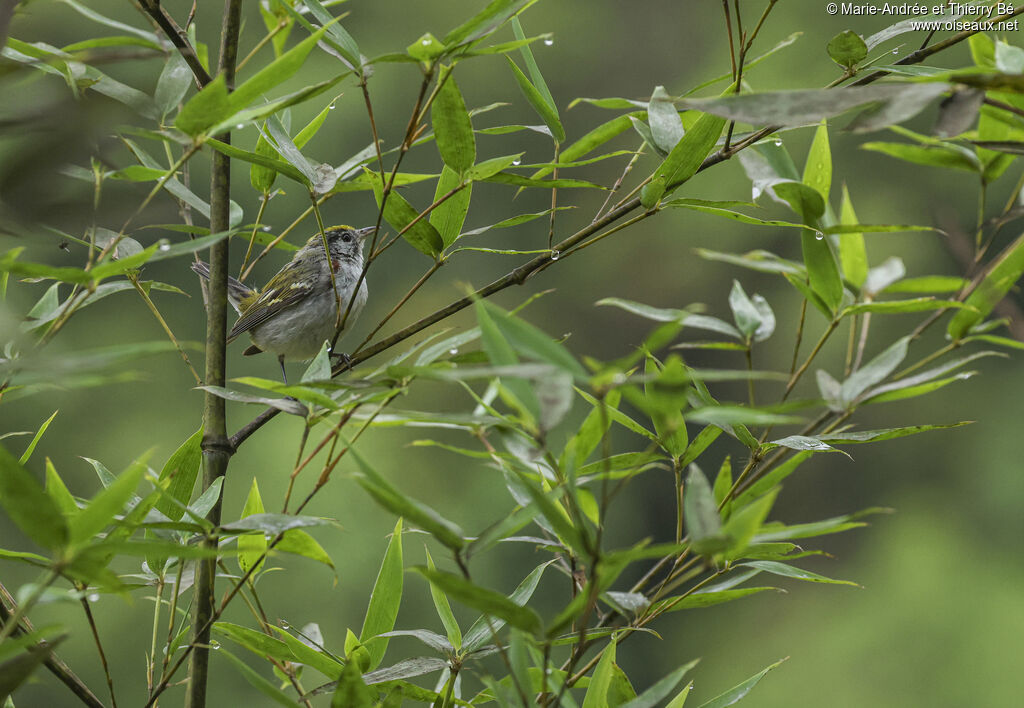 Chestnut-sided Warbler