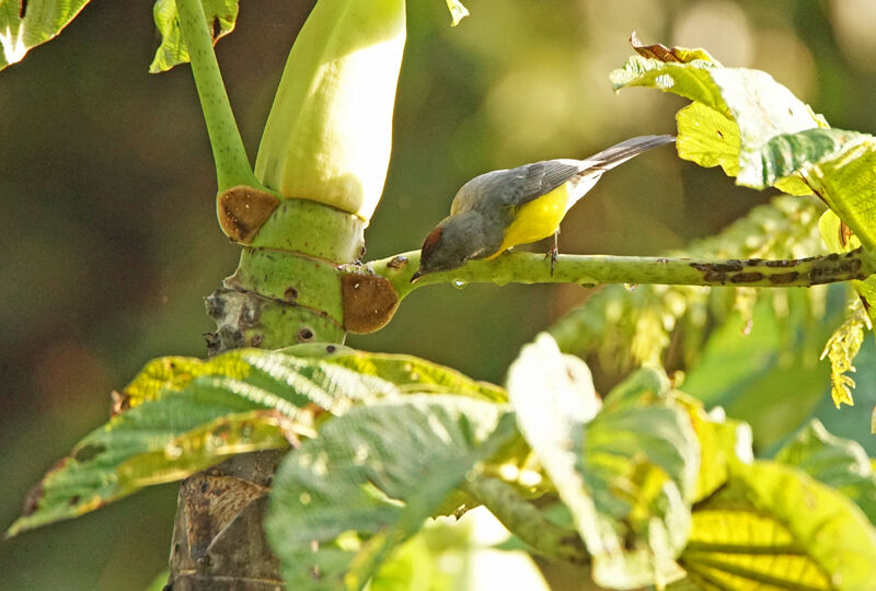 Paruline ardoisée