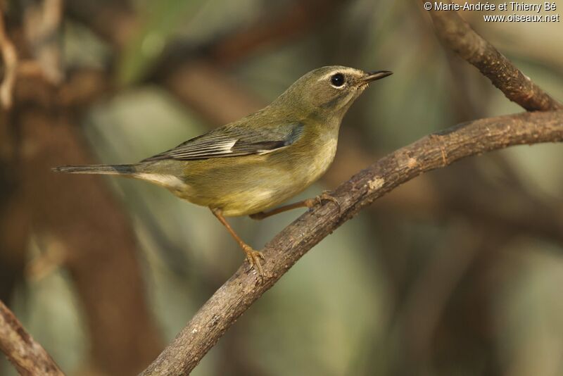 Black-throated Blue Warbler female