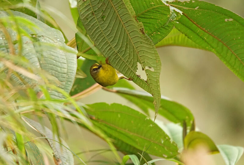 Citrine Warbler