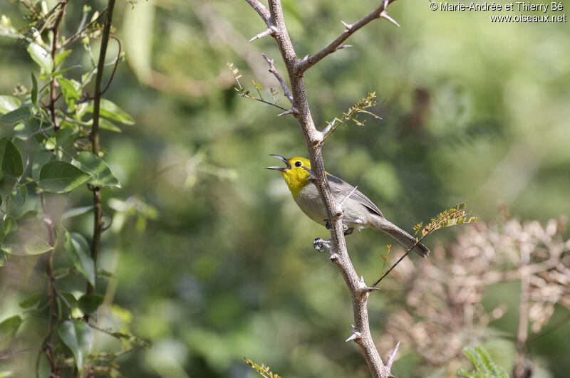 Yellow-headed Warbler