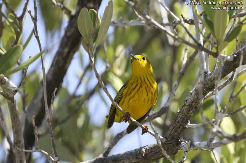 Paruline jaune