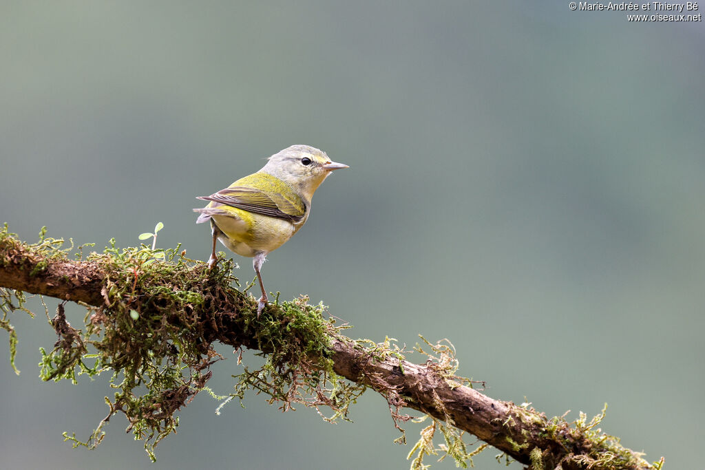 Tennessee Warbler