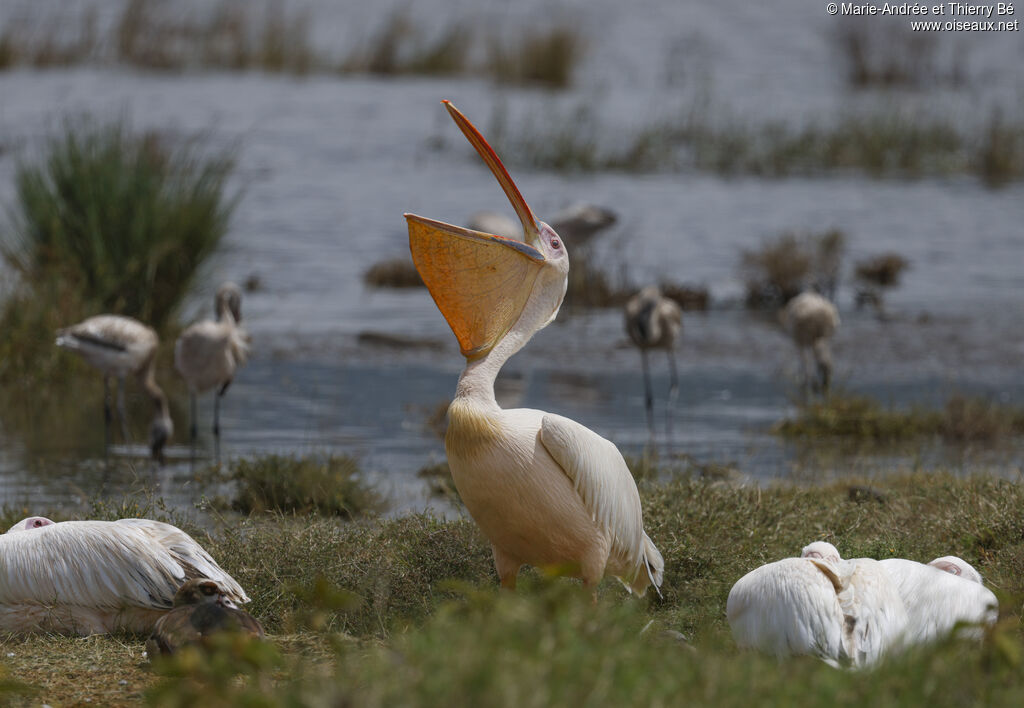 Great White Pelican