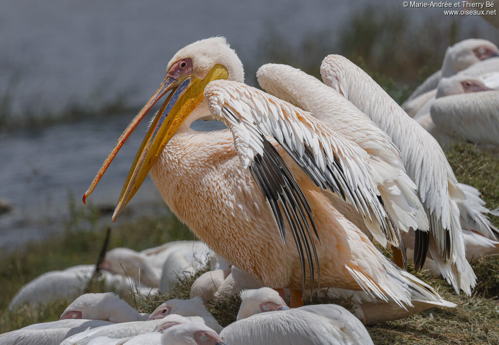 Great White Pelican