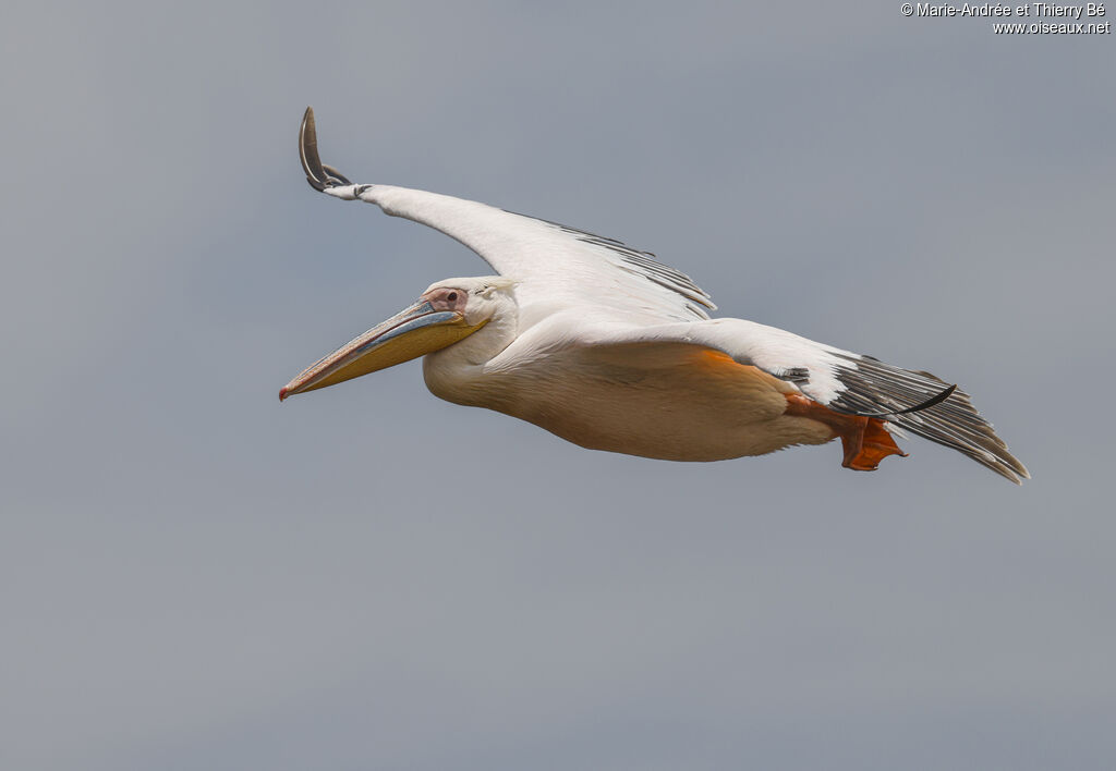 Great White Pelican