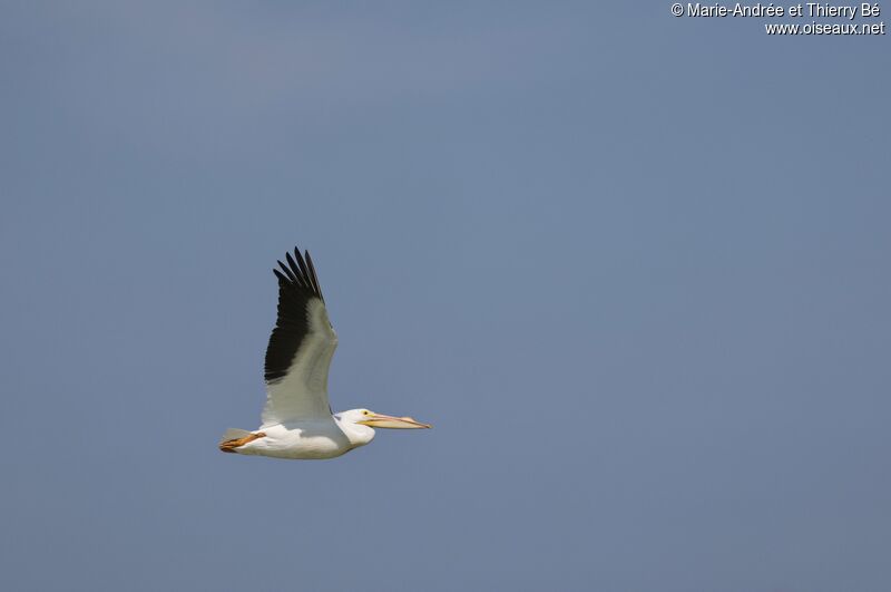 American White Pelican