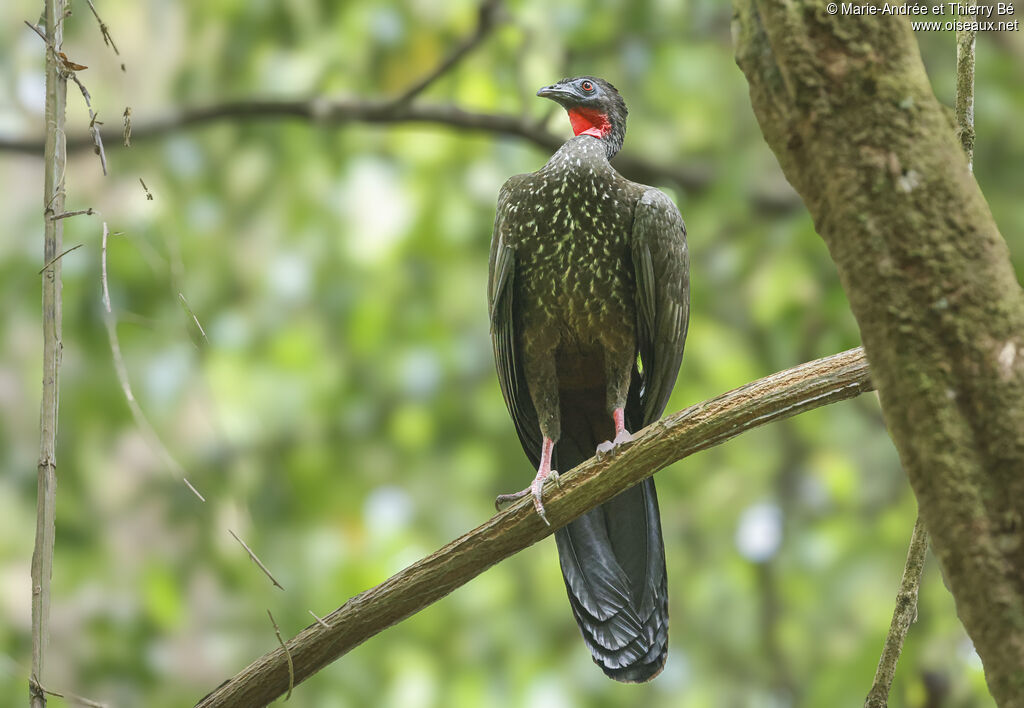 Pénélope panachée