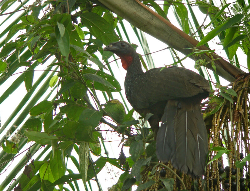 Dusky-legged Guan