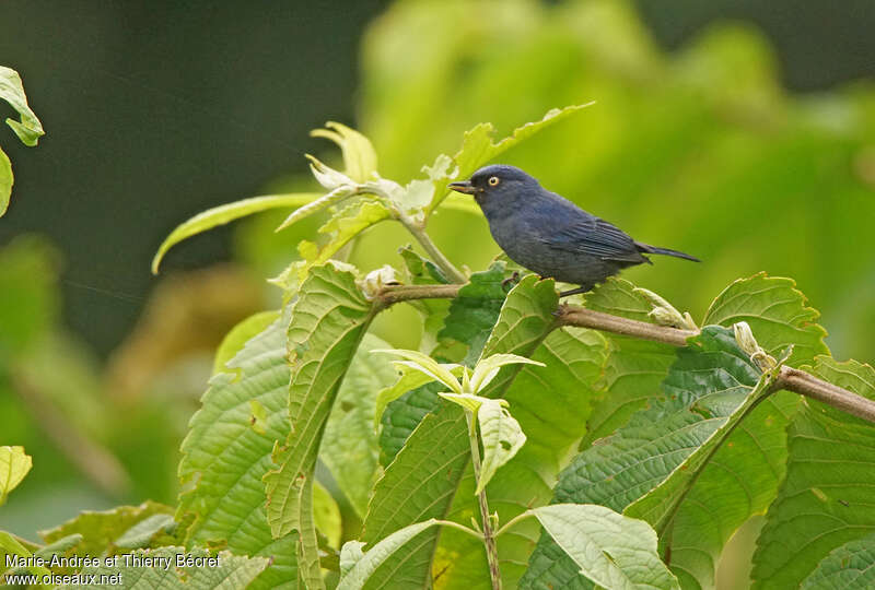 Golden-eyed Flowerpierceradult, identification