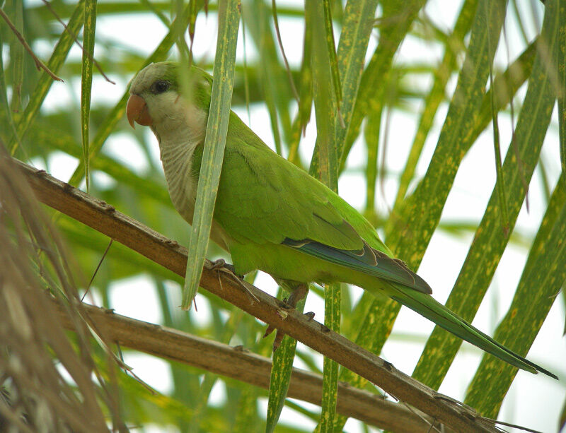 Monk Parakeet