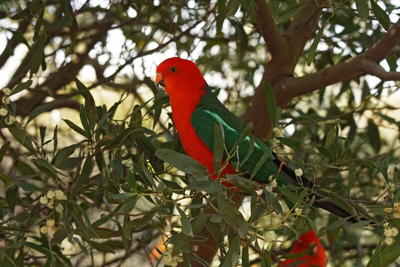 Australian King Parrot male