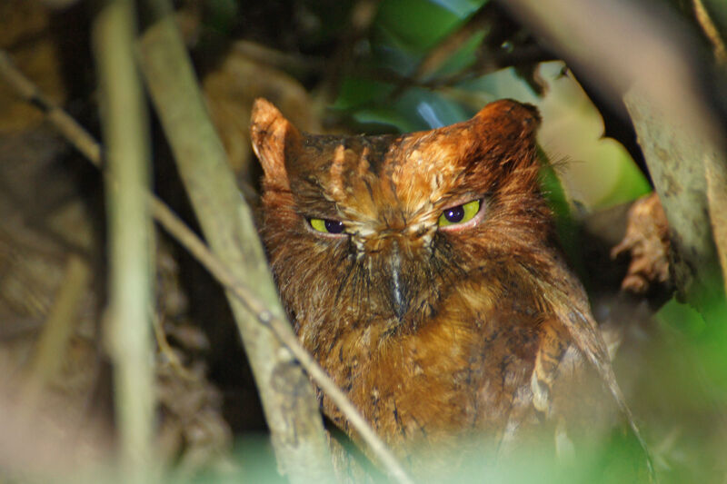 Rainforest Scops Owl