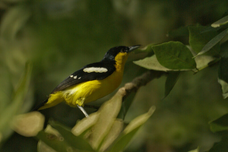 Common Iora