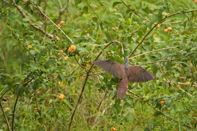 Barred Cuckoo-Dove