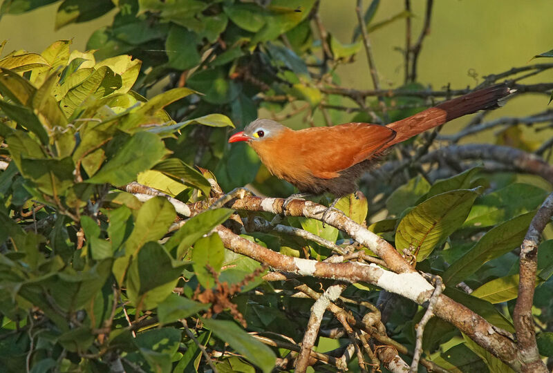 Black-bellied Cuckoo