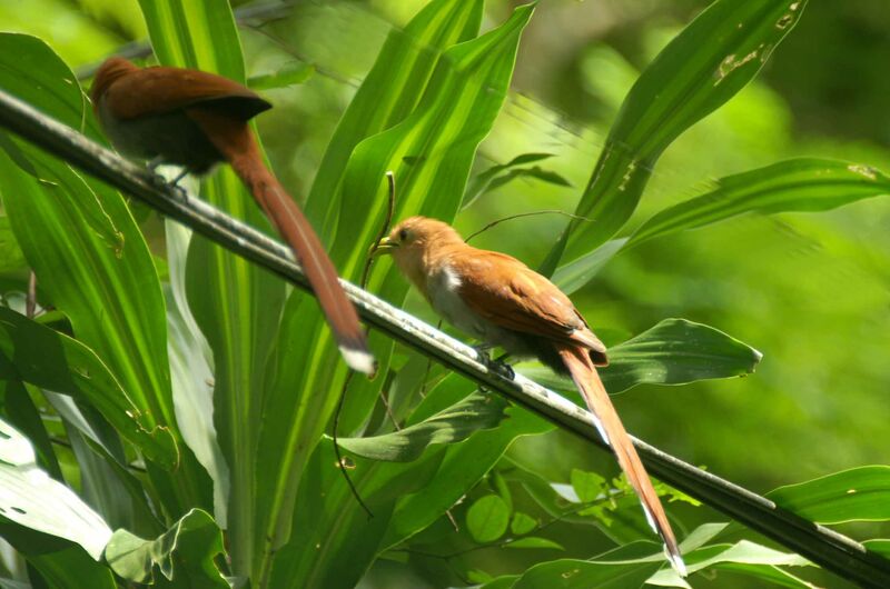 Squirrel Cuckoo