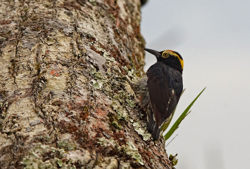 Yellow-tufted Woodpecker