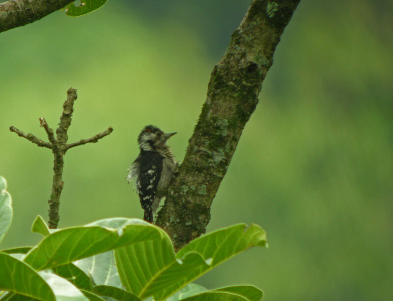 Grey-capped Pygmy Woodpecker